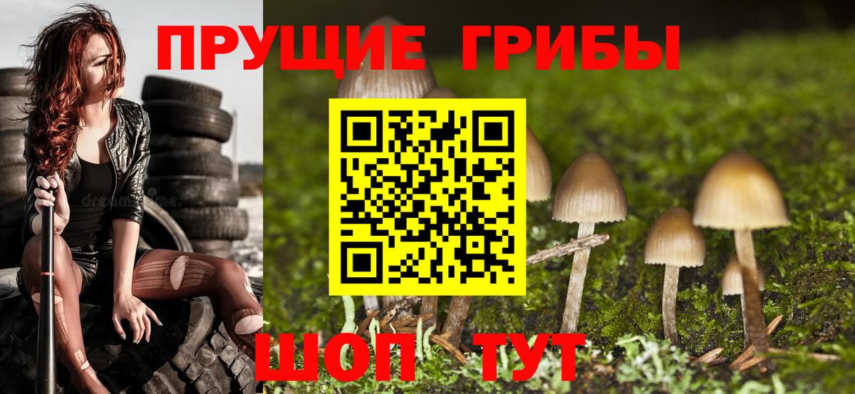 Псилоцибиновые грибы Psilocybine cubensis Петровск